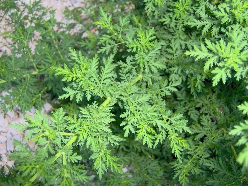 PLante Artemisia annua ou Armoise anuelle